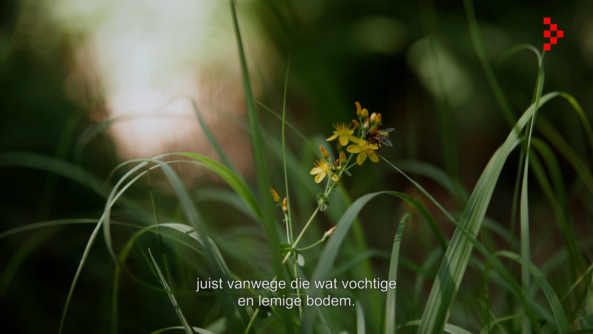 Still uit Hydrologisch Herstel voor Provincie Noord-Brabant
